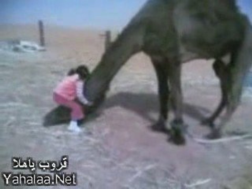 Das wunderbare Kamel der natürlichen Beduinen