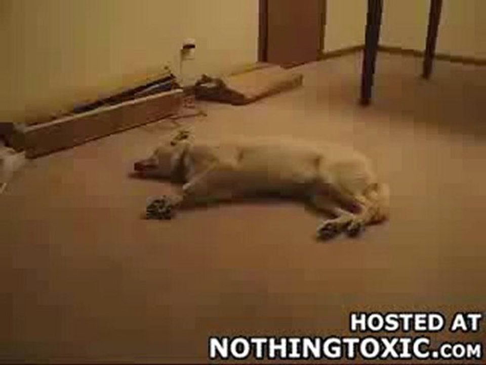 Cauchemard de chien