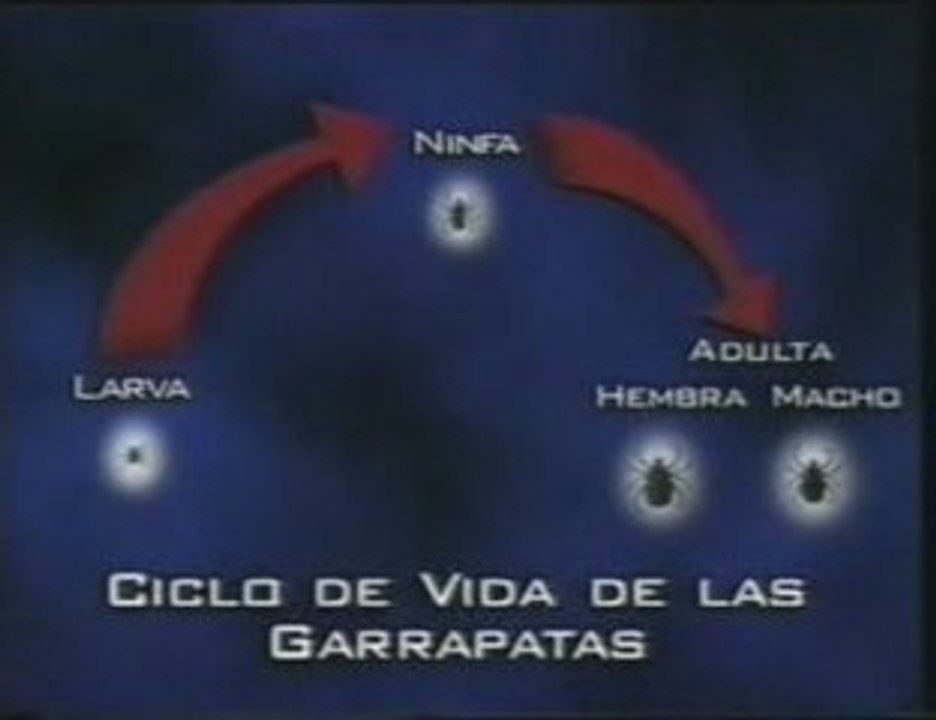 Enfermedad de Lyme: Borreliosis