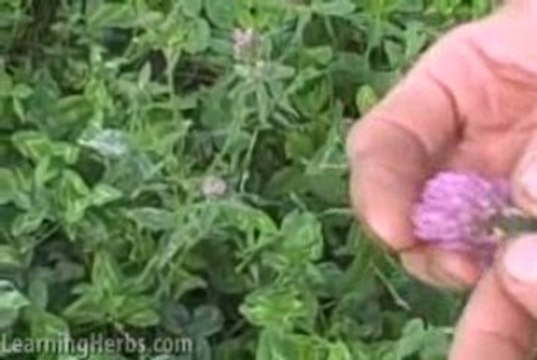 Red Clover Herb: Harvesting Herbs, Drying Herbs