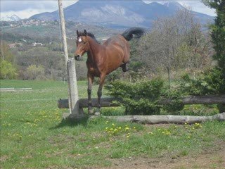 Galop liberté