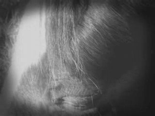Cadence nos debuts au Licol