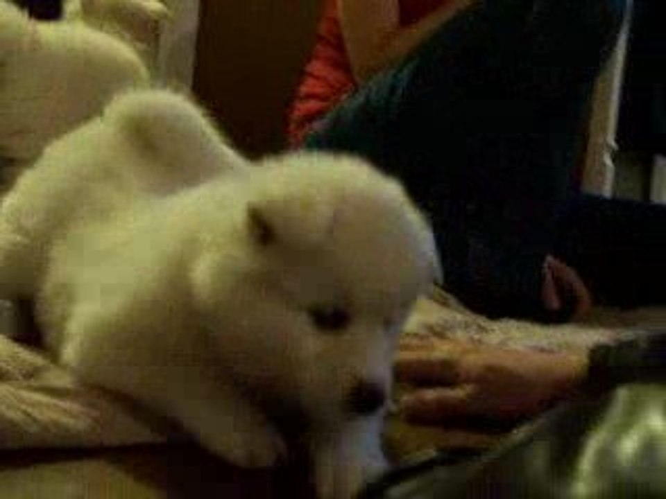 Etre choisi par un chiot