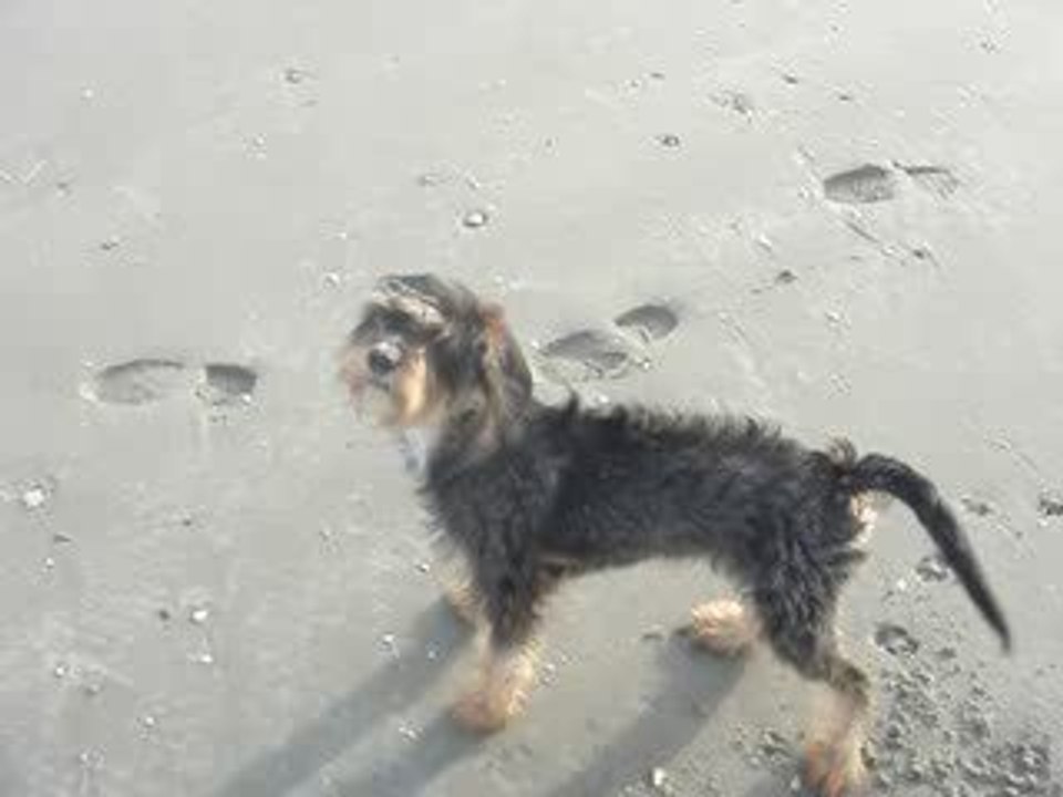 *...Gavroche à la playa...***°