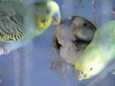 Perruches - Première nichée de l'année.