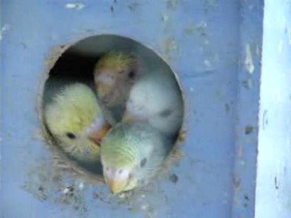 Perruches - Première nichée-