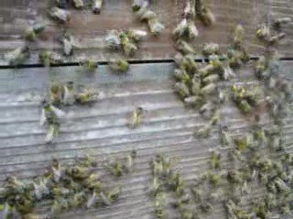 Pollen Cc 0409