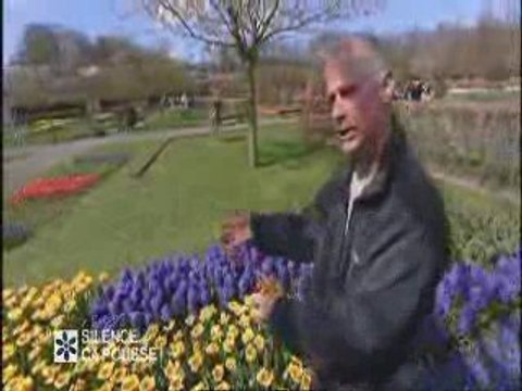 Des tulipes à keukenhof