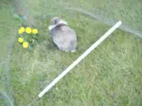 prune lapin de concours ,détente