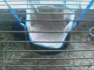 Anthocyane et Anfauglith font les fous