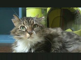 Présentation Asso Les Cat'Pattes du 49