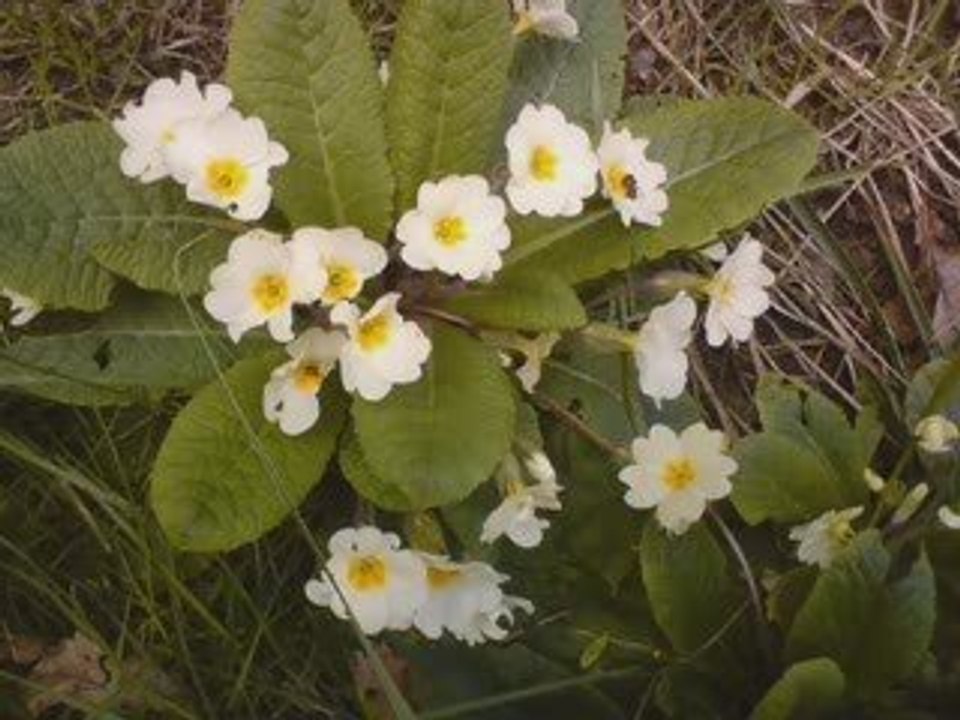V'Là L' Printemps