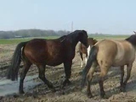 Avril02 2009 indiana rejoind dautre jujus