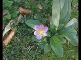 Muzaffer Akgün - Adalardan Çıktım Yayan