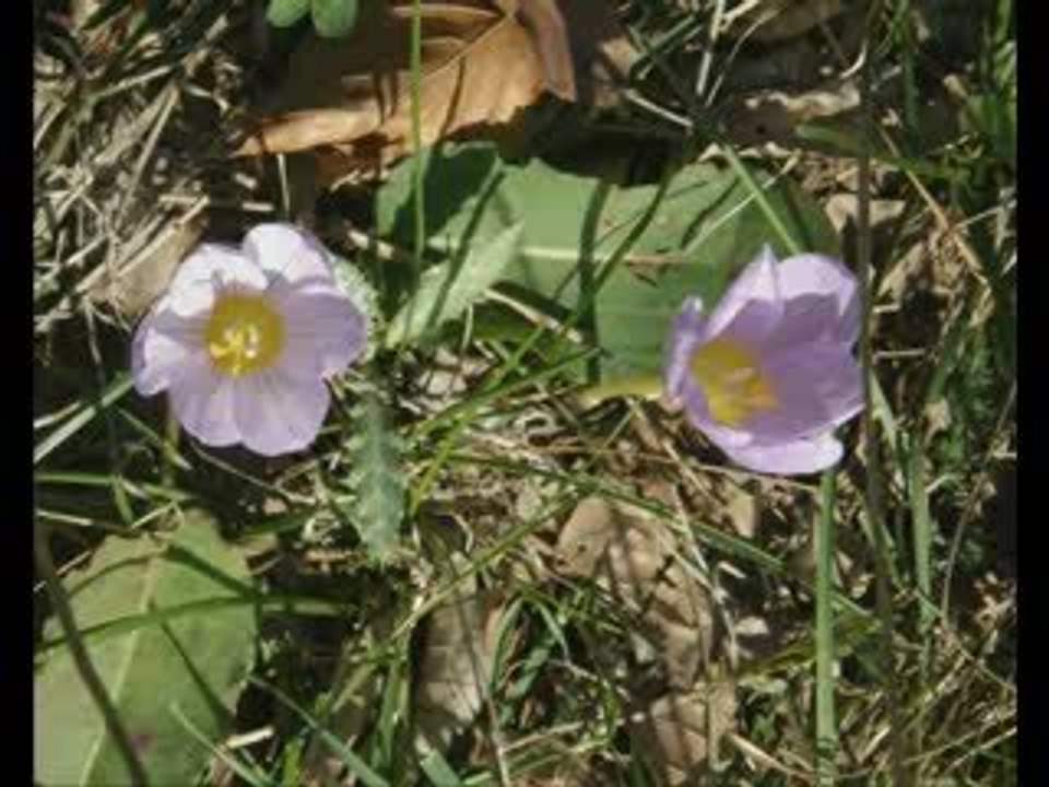 Muzaffer Akgün - Aya Bak Yıldıza Bak