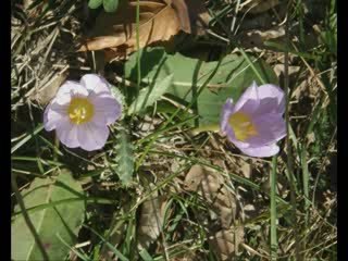 Muzaffer Akgün - Aya Bak Yıldıza Bak