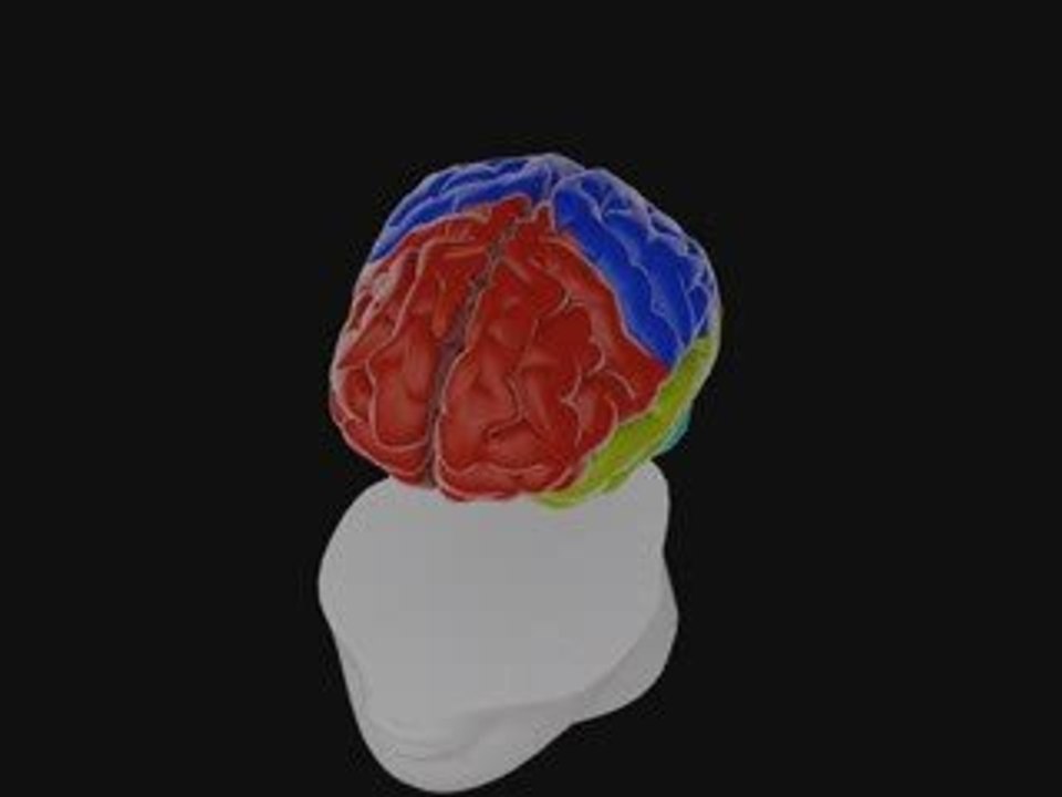 Cortex