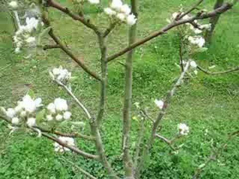Nature : jeune arbre fruitier