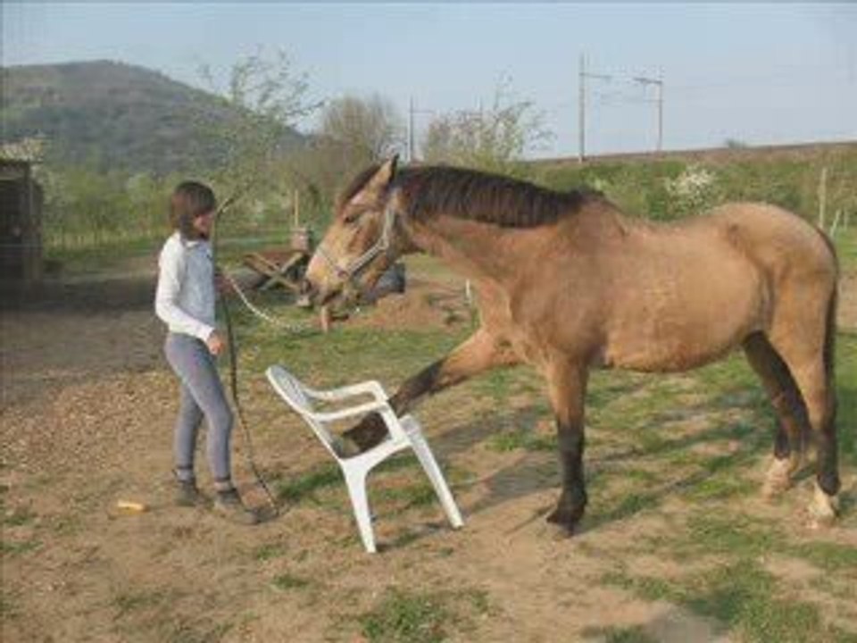 Akella & Diiva travail au licol