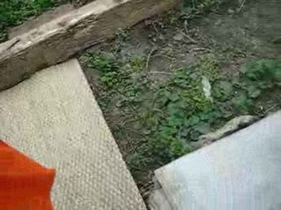 La chasse aux oeufs de Pâques 2