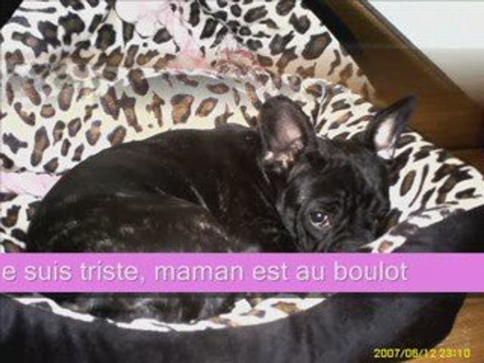 Bouledogue francais