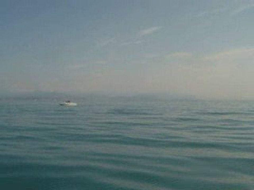 Dauphins