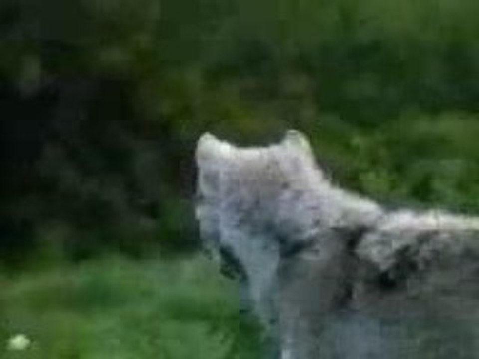 Les Loups du Gévaudan