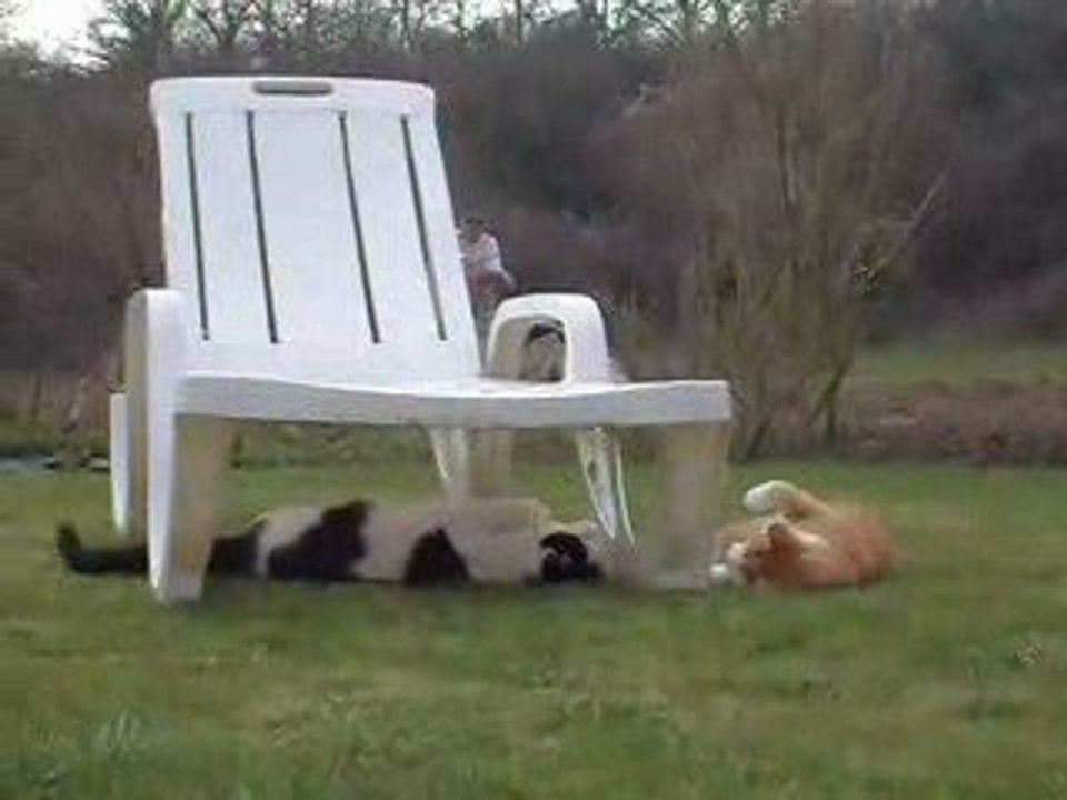 Tirou le chat et son copain Garfield s'éclatent......