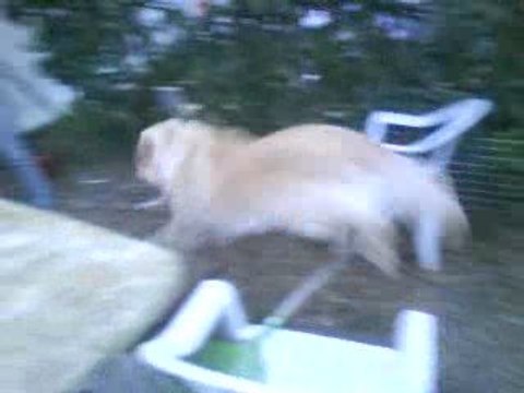 chien qui saute !! lol