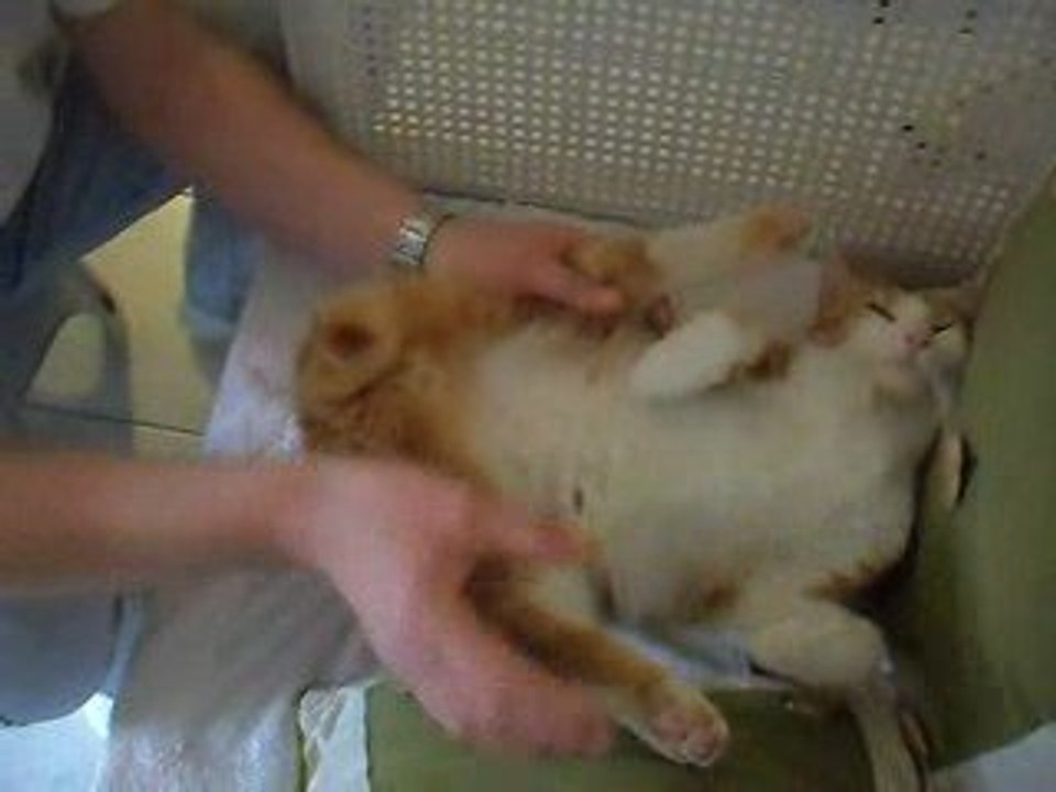 Tirou le chat se fait toiletter