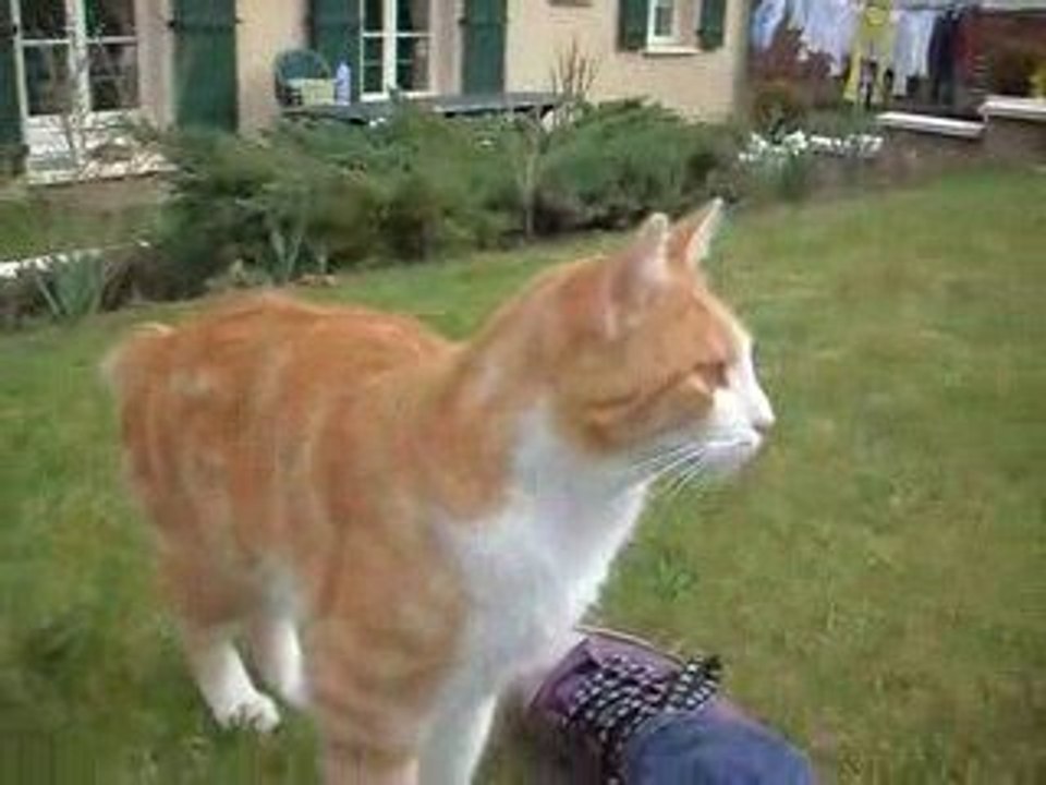 Tirou le chat et Garfield