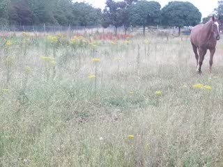 Lutin qui HiiHaan & qui vient + Célio été 2008