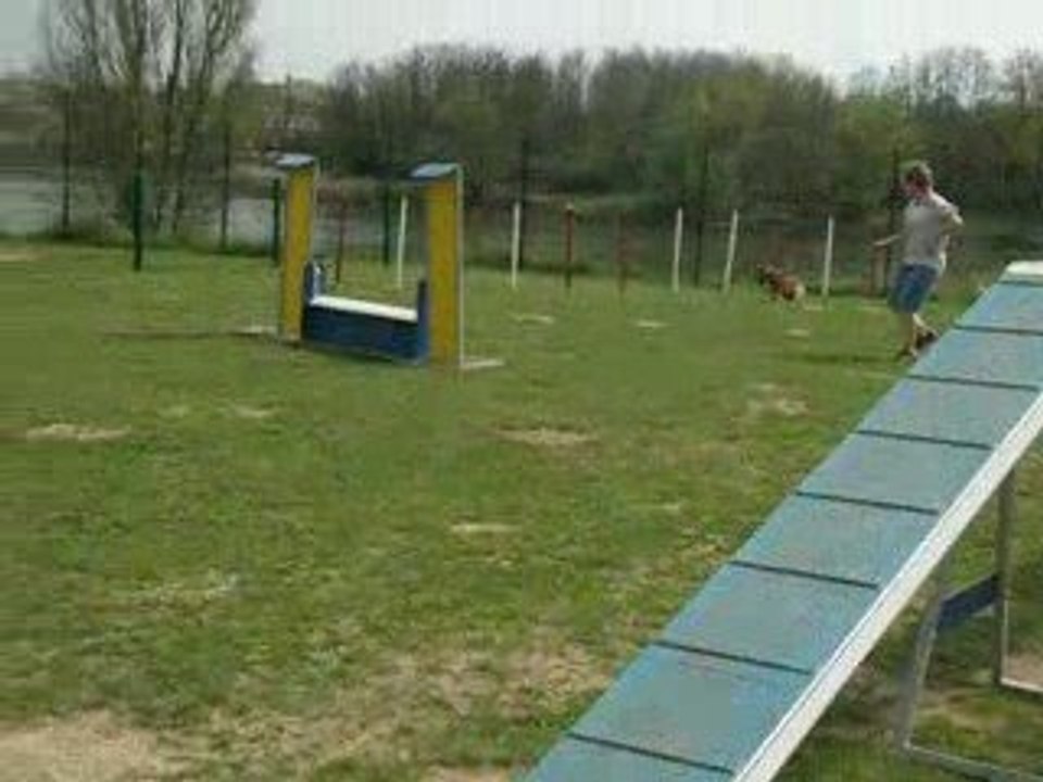 Bugsy en entrainement slalom +zone
