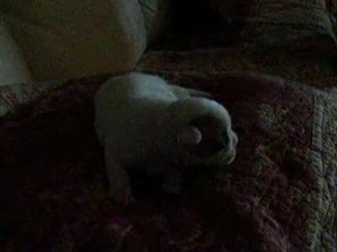 Bouledogue Français Eeros