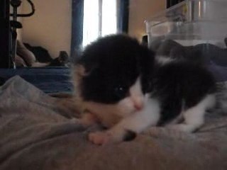 Bigoudi chaton