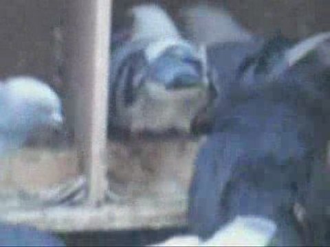 Fehmi Ateş/KÜMES İÇİ YAVRU BAKIMI guvercinurfa.com