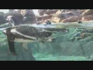 Penguins at Woodland Park Zoo