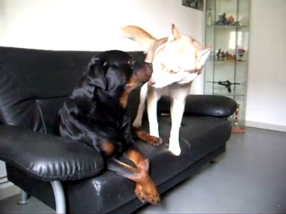rotweiller et husky