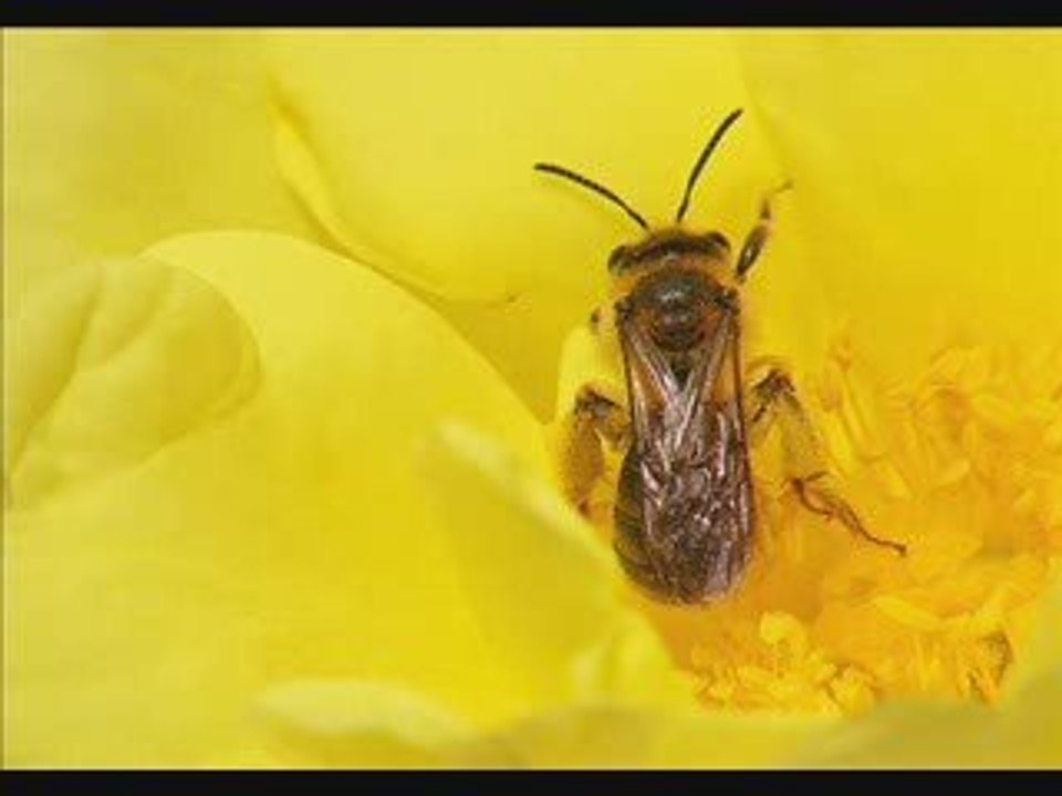 YellowRose