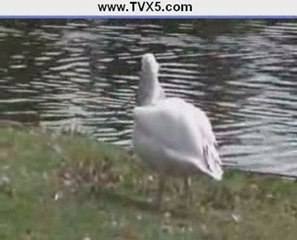 Pelican eats a small pigeon very funny