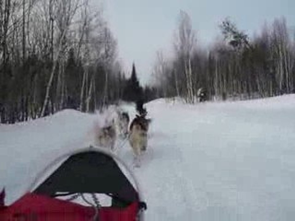 Dog sleeding