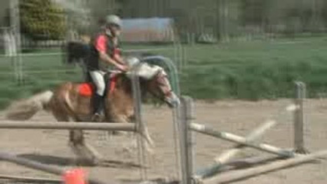 Khyros, poney haflinger