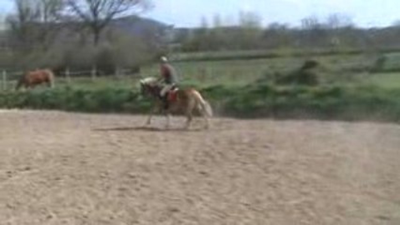 Khyros, poney haflinger