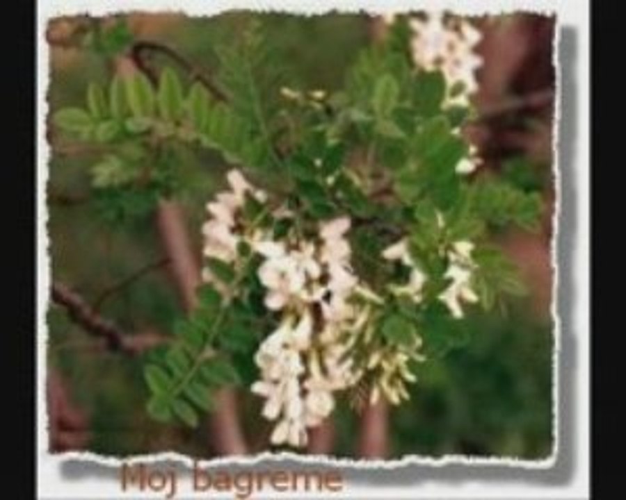 Safet Isovic - Moj bagreme