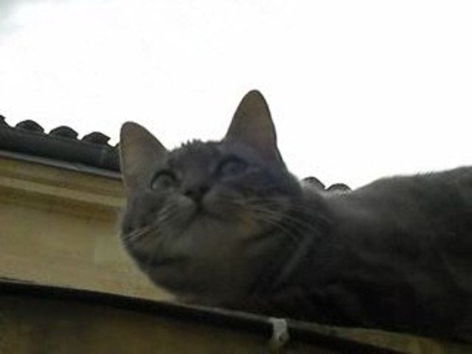 Mon chat fait du beatbox