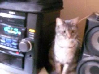 Mon chat danse sur Birdy Nam Nam