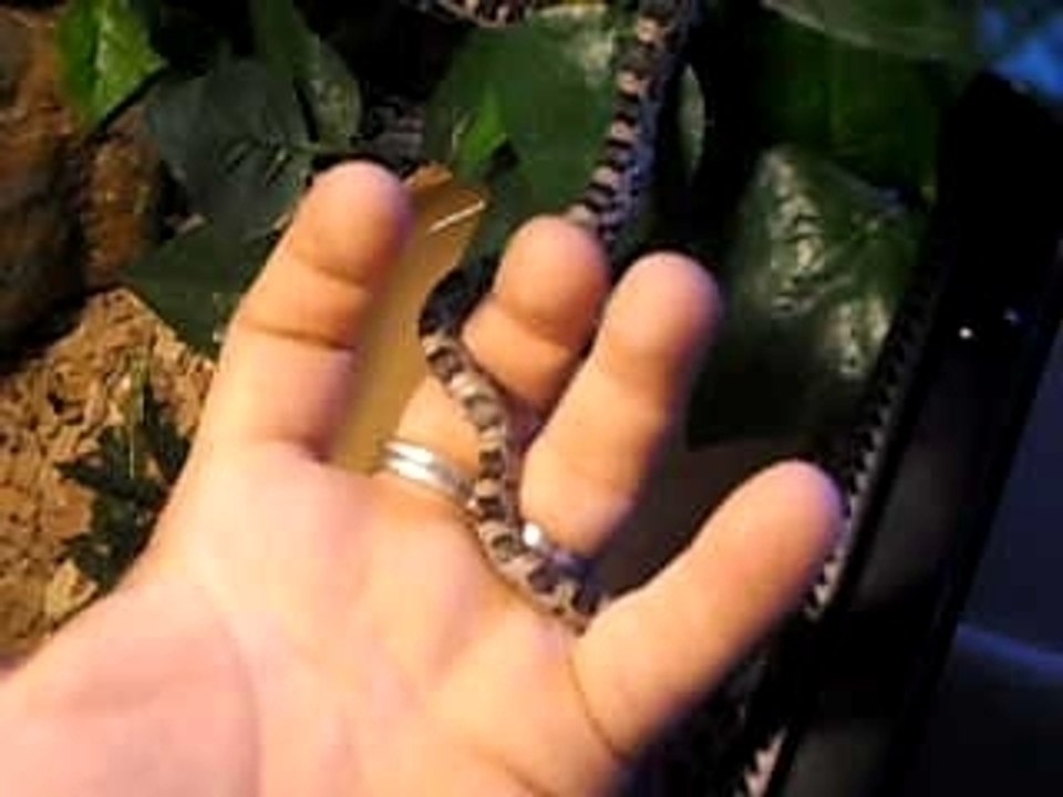 Newton retour au terra