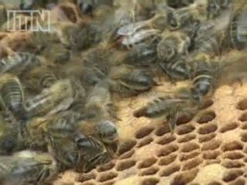 Honey bee campaigners slam government