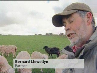 Extreme shepherding become You Tube sensation