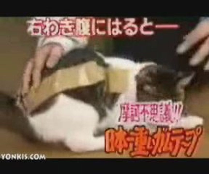 Kediyi Bantlarsan Neolur? Güzel bir deney (: